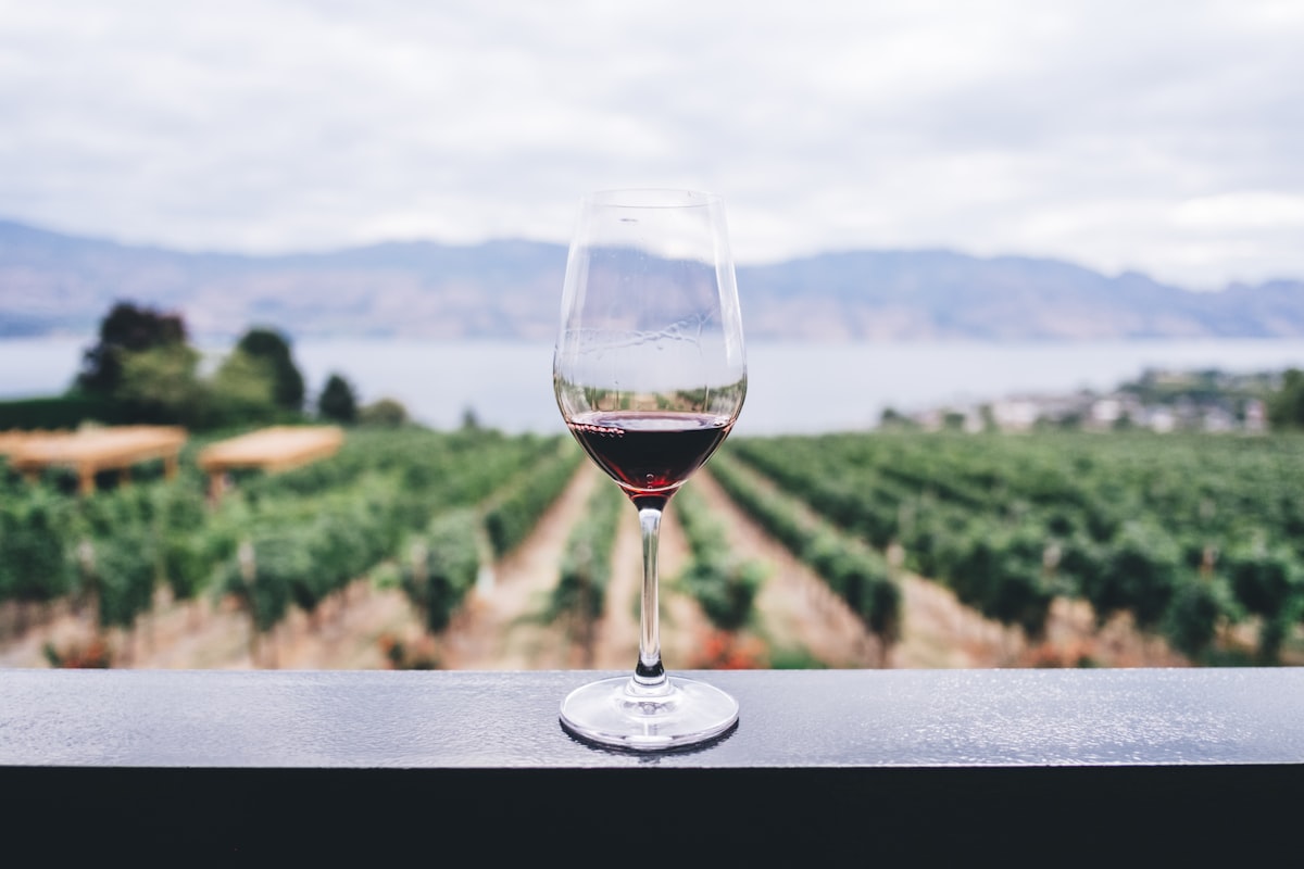 Douro Valley Wine Tasting Guide: How to Plan the Right Trip From Porto